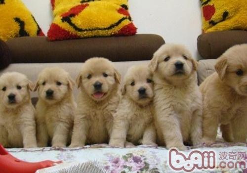 金毛犬