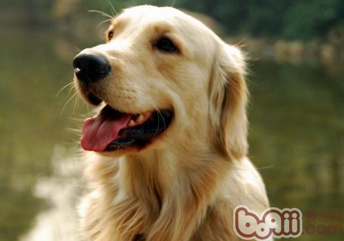 金毛犬