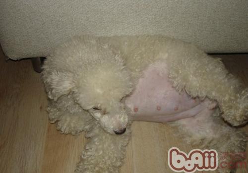 貴賓犬