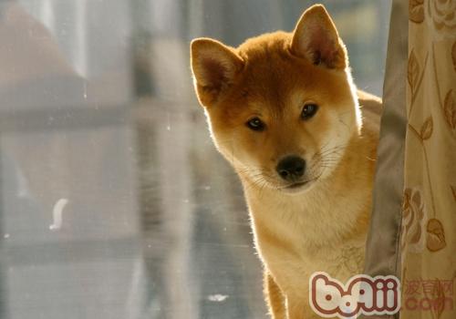 柴犬