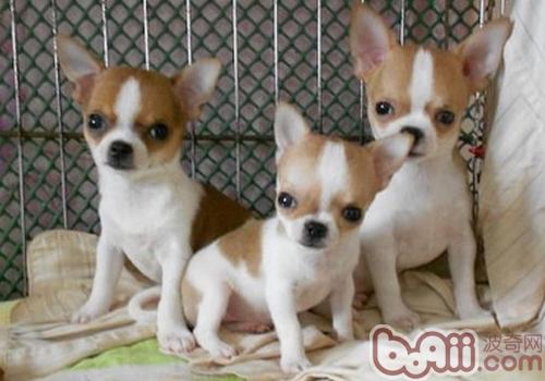 吉娃娃犬