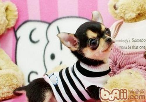 吉娃娃犬