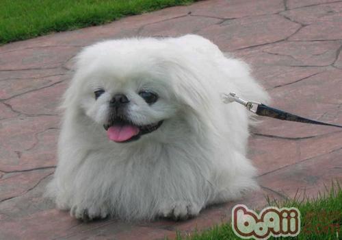 京巴犬
