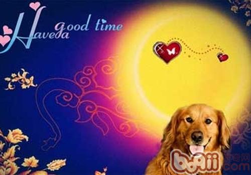 金毛犬