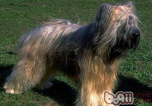 伯瑞犬