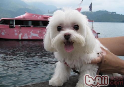 馬爾濟斯犬