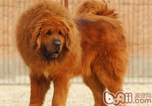 藏獒犬