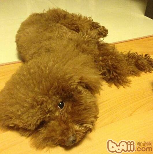 圖5  老年犬的性格較為平靜