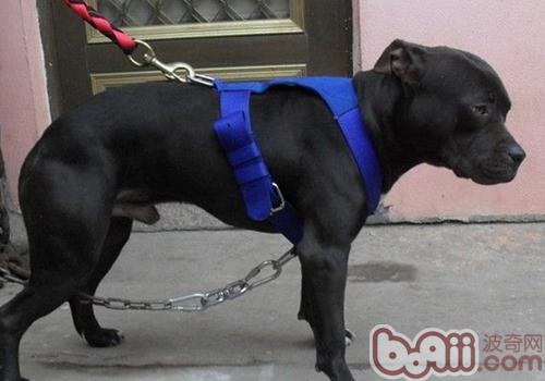 比特犬