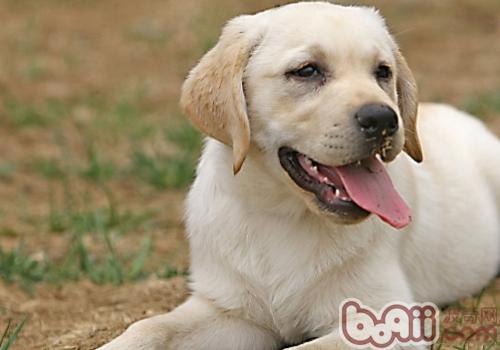 拉布拉多犬
