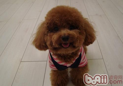 泰迪犬