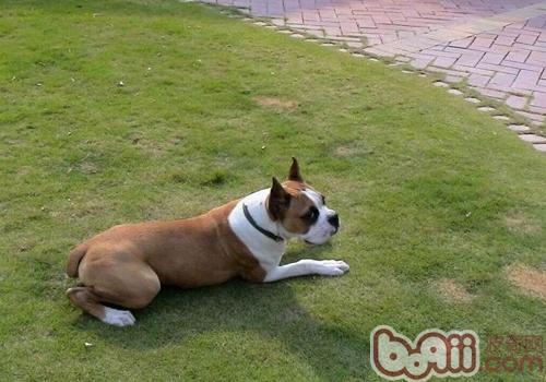 拳師犬