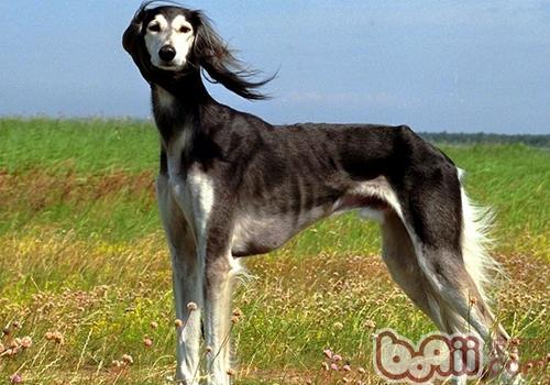 東非獵犬