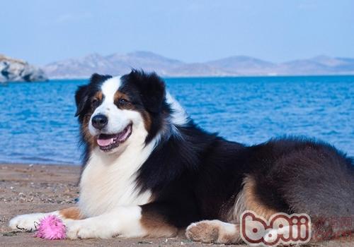 澳大利亞牧羊犬