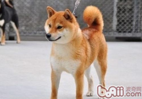 柴犬