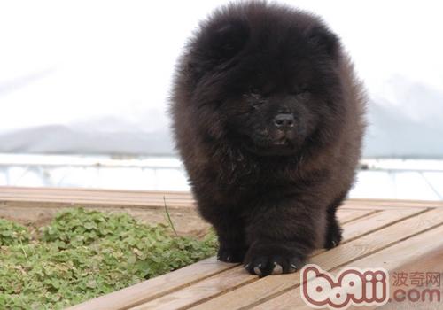 松獅犬