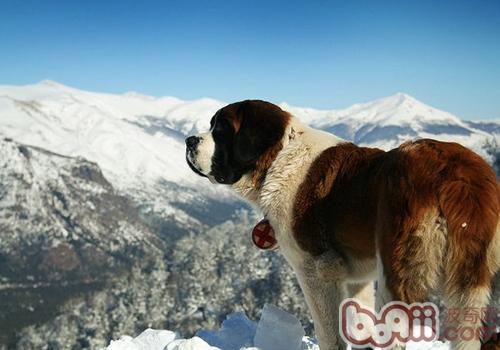 聖伯納犬