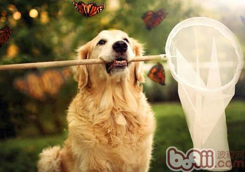 金毛犬