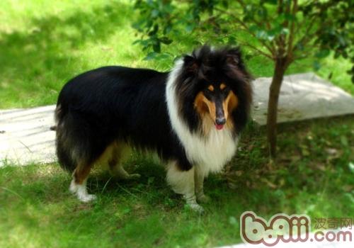 蘇格蘭牧羊犬