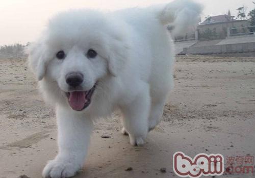 大白熊犬