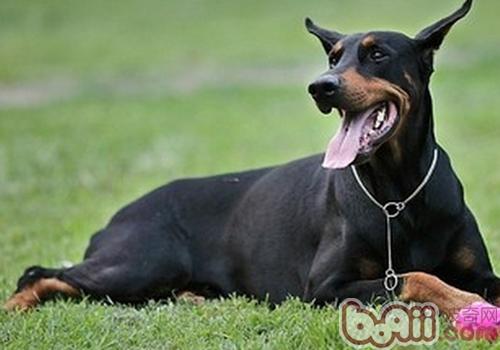 杜賓犬