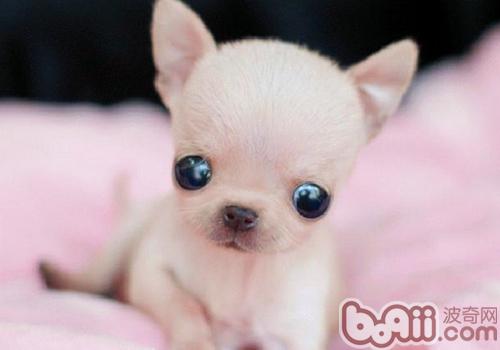 吉娃娃犬