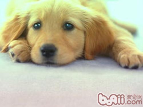 金毛犬