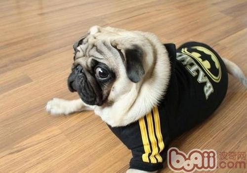 巴哥犬