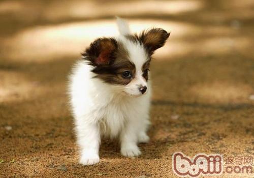 蝴蝶犬