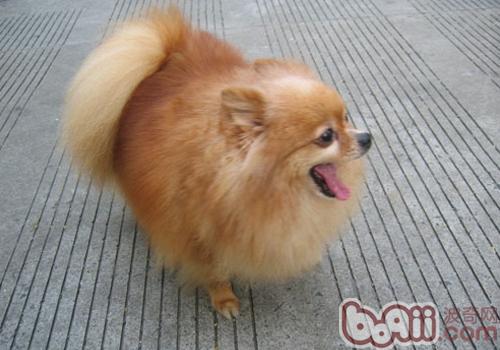博美犬