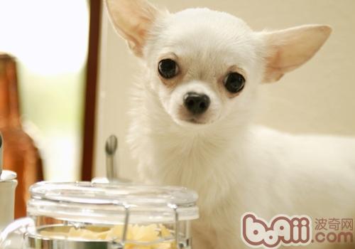 薩摩耶犬