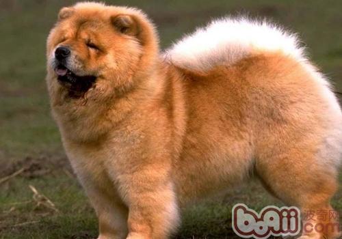 松獅犬