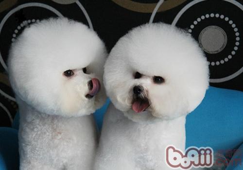 比熊犬