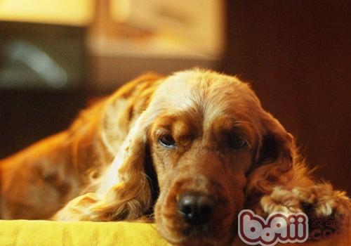 英國可卡犬