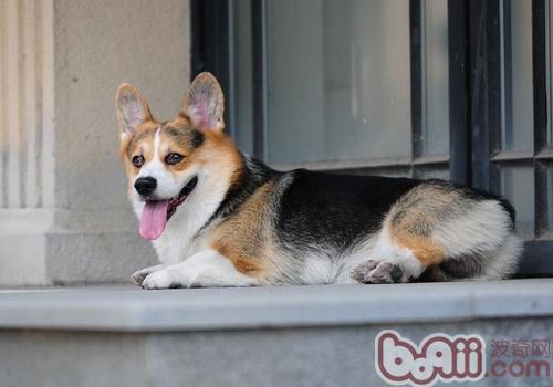 威爾士柯基犬