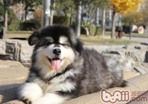 阿拉斯加雪橇犬