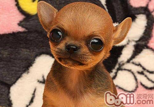 吉娃娃犬