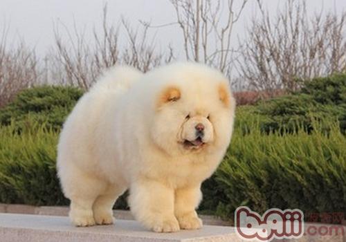 松獅犬