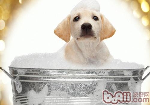 拉布拉多犬