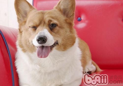 威爾士柯基犬