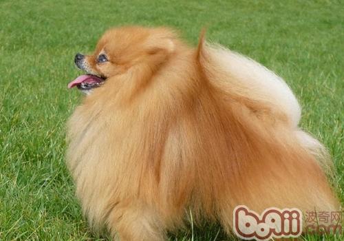 博美犬