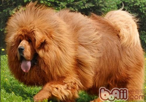 藏獒犬