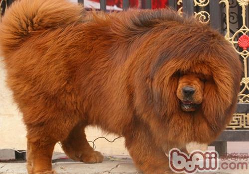 藏獒犬