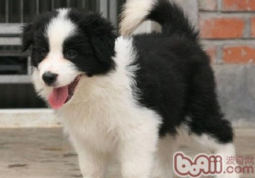 邊境牧羊犬