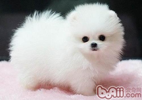博美犬