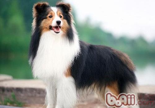 喜樂蒂牧羊犬