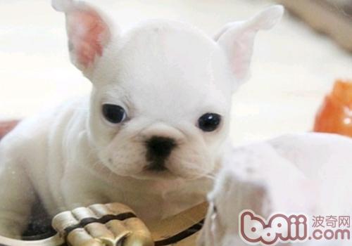 法國斗牛犬