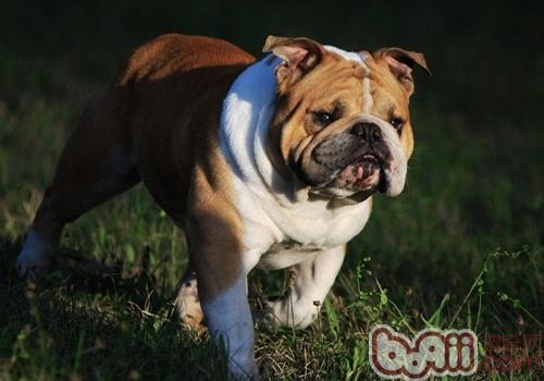 英國斗牛犬