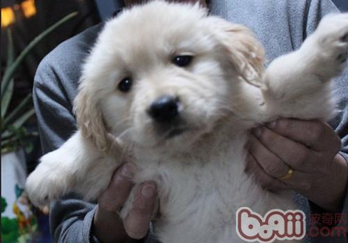 金毛犬