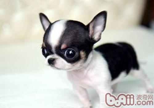 吉娃娃犬